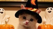cats,cute,halloween,holiday blogspot