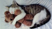 sleeping-cats-cute-kittens-9986029-500-758